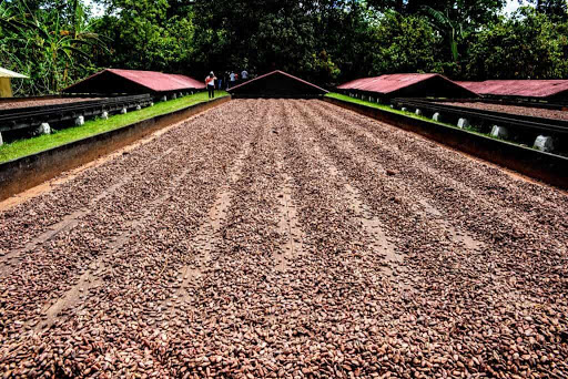 La tierra del cacao, San Francisco de Macorís, el sendero del cacao