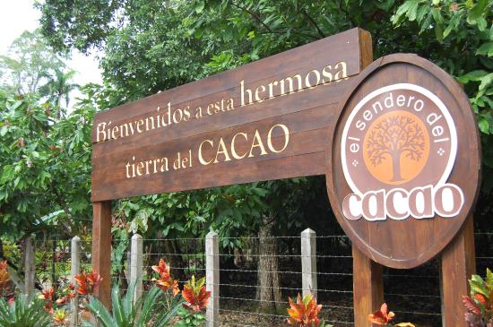 El sendero del cacao