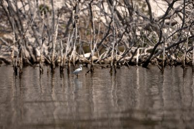 La variabilidad climática y la contaminación amenazan el equilibrio de estos ecosistemas