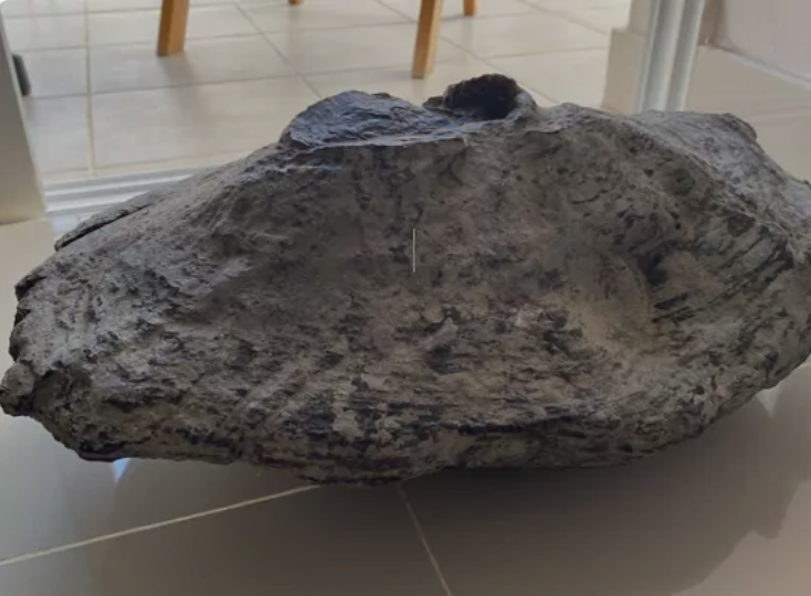 Hallan en Puerto Plata la piedra de ámbar «más grande de la historia»