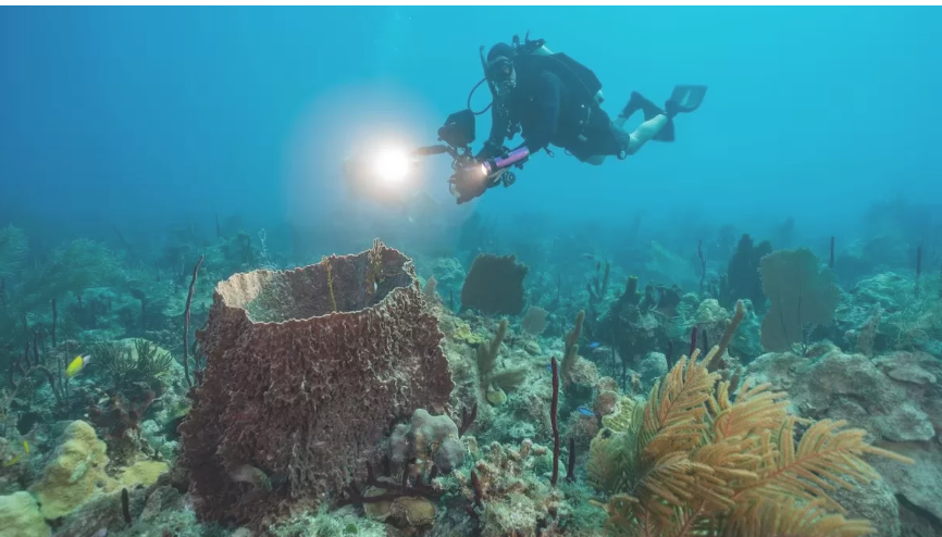 República Dominicana amplió sus santuarios marino y de mamíferos
