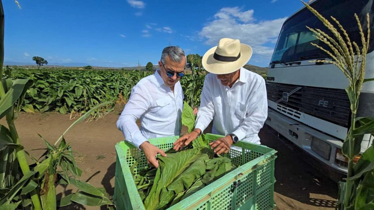 Intabaco: RD cuenta con 29 zonas tabacaleras en 15 provincias y exporta más de USD 1,300 millones en tabaco