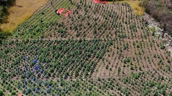 RD desmantela la mayor plantación de marihuana registrada hasta ahora con más de 15,000 plantas RD desmantela la mayor plantación de marihuana registrada hasta ahora con más de 15,000 plantas