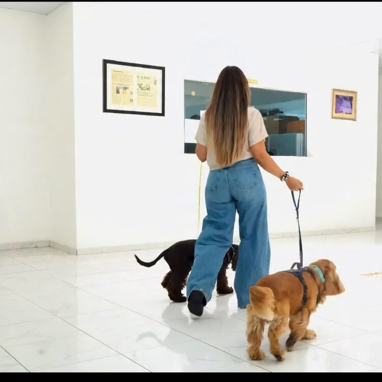Agilizan proceso para viajar con mascotas desde RD Agilizan proceso para viajar con mascotas desde RD